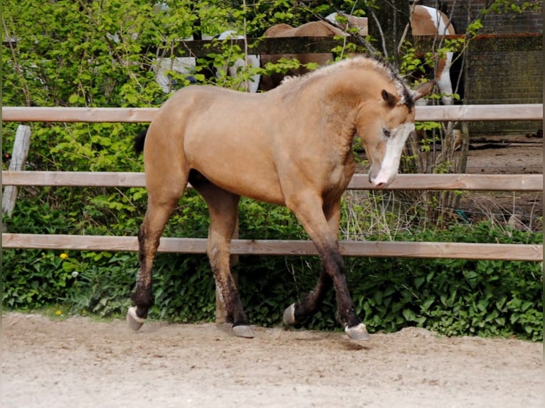 Cheval Curly Hongre 3 Ans 152 cm Buckskin in Ruinen