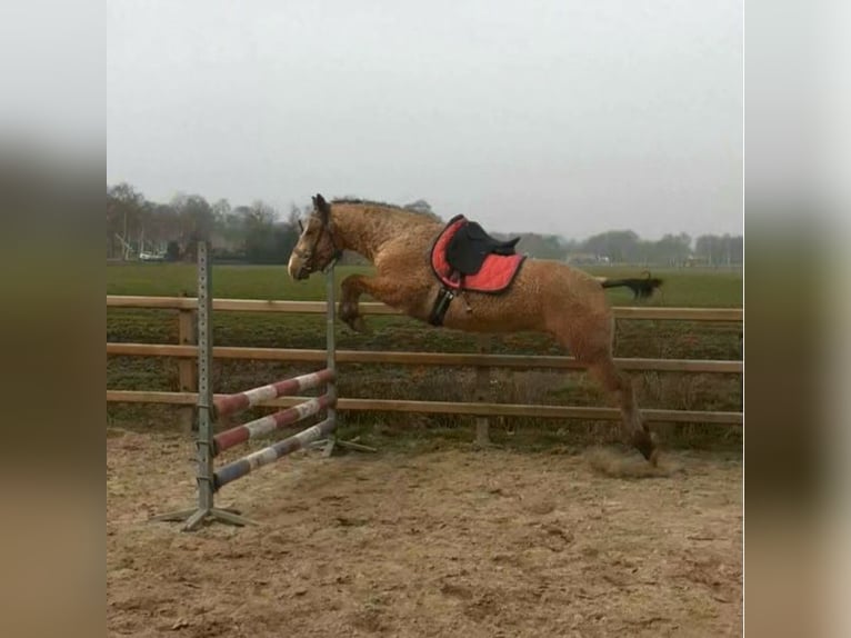 Cheval Curly Hongre 3 Ans 152 cm Buckskin in Ruinen