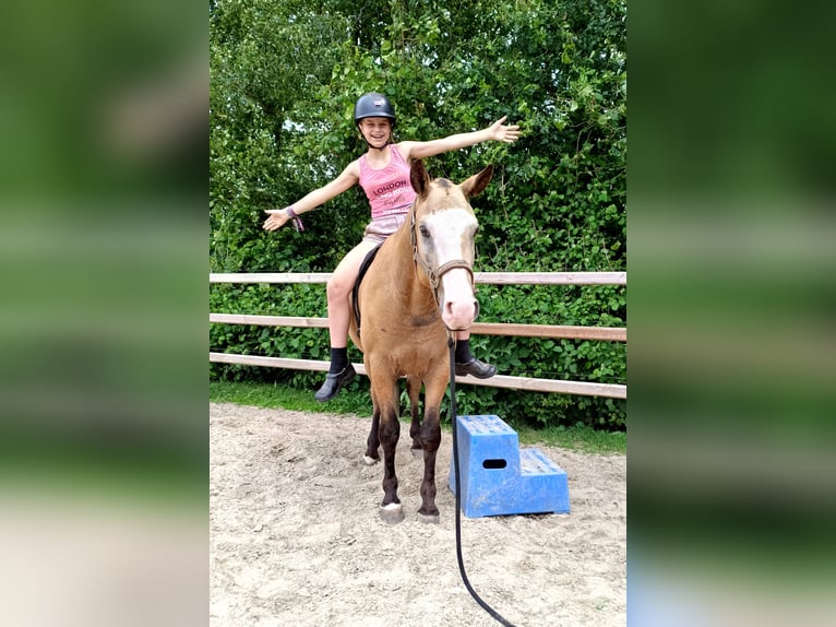 Cheval Curly Hongre 3 Ans 152 cm Isabelle in Ruinen