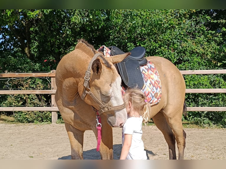 Cheval Curly Hongre 3 Ans 152 cm Isabelle in Ruinen