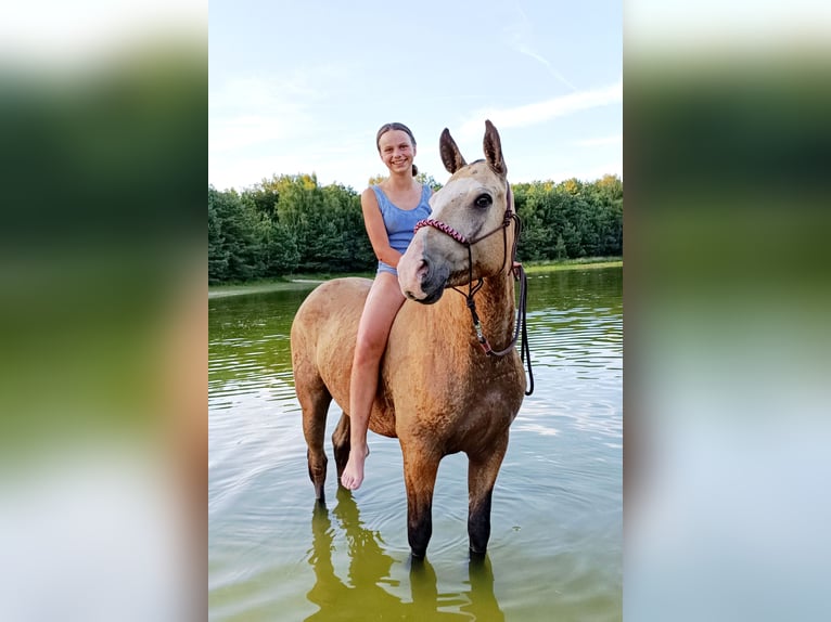 Cheval Curly Hongre 3 Ans 152 cm Isabelle in Ruinen