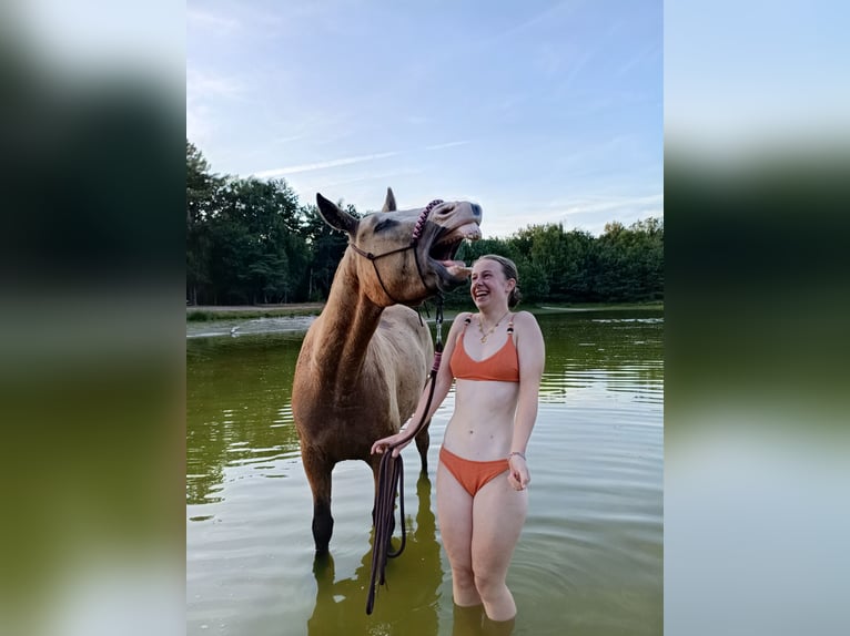 Cheval Curly Hongre 3 Ans 152 cm Isabelle in Ruinen