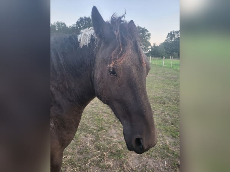 Cheval Curly Hongre 3 Ans 152 cm Tobiano-toutes couleurs in Vellahn