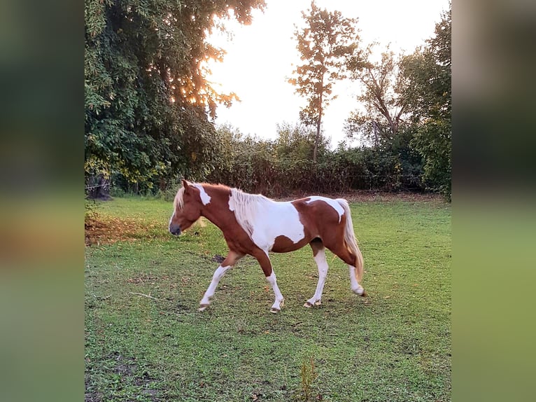 Cheval Curly Hongre 4 Ans 132 cm Pinto in Lemgow