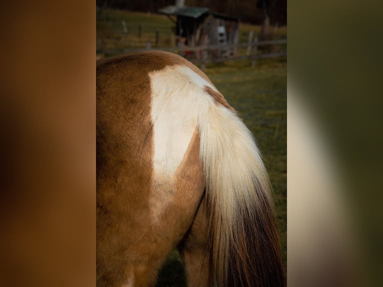 Cheval Curly Hongre 4 Ans 140 cm Pinto in Plaffeien