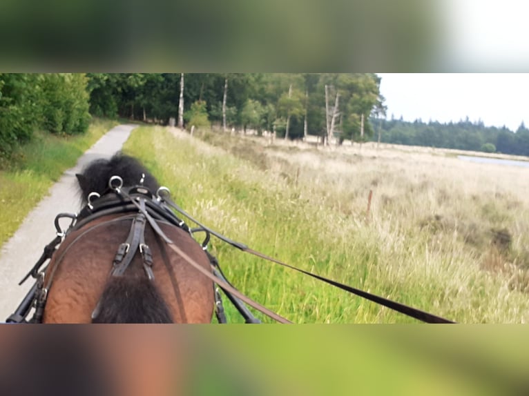 Cheval Curly Croisé Hongre 5 Ans 138 cm Bai in ruinen