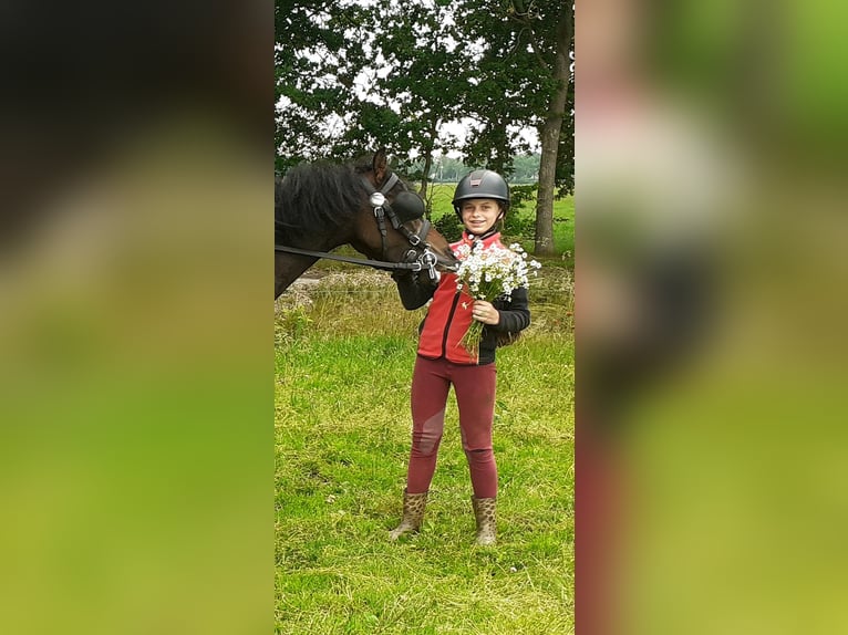 Cheval Curly Croisé Hongre 5 Ans 138 cm Bai in ruinen
