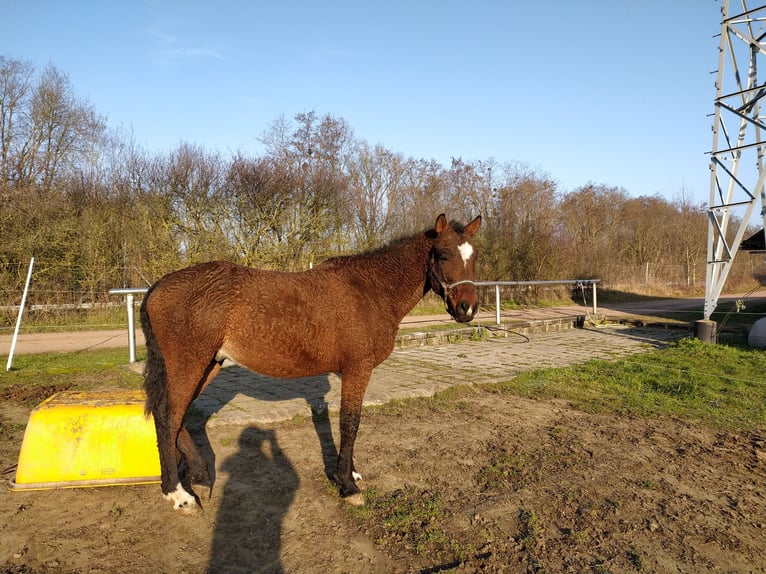 Cheval Curly Hongre 5 Ans 150 cm Bai in Neewiller-près-Lauterbourg