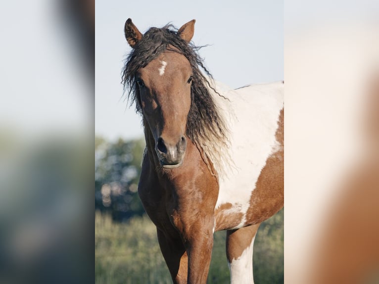 Cheval Curly Hongre 5 Ans 152 cm Tobiano-toutes couleurs in Deinze