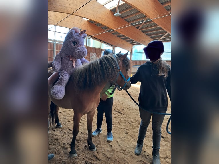 Cheval Curly Croisé Hongre 6 Ans 118 cm Bai cerise in Elterlein