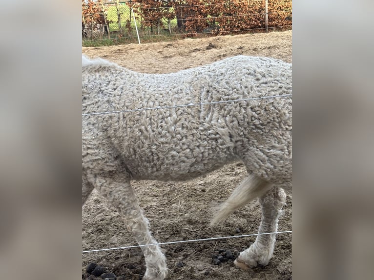 Cheval Curly Hongre 7 Ans 128 cm Palomino in Oosterwolde Gld