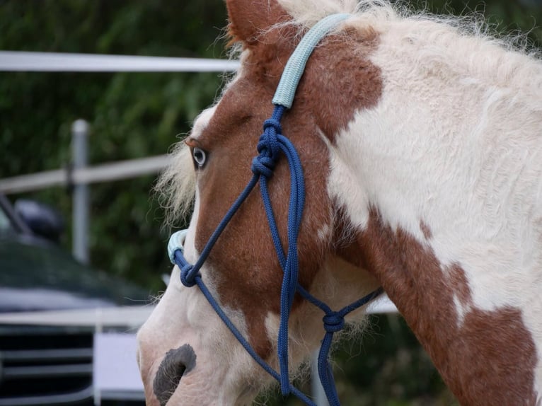 Cheval Curly Jument 10 Ans 145 cm Pinto in Pfunds