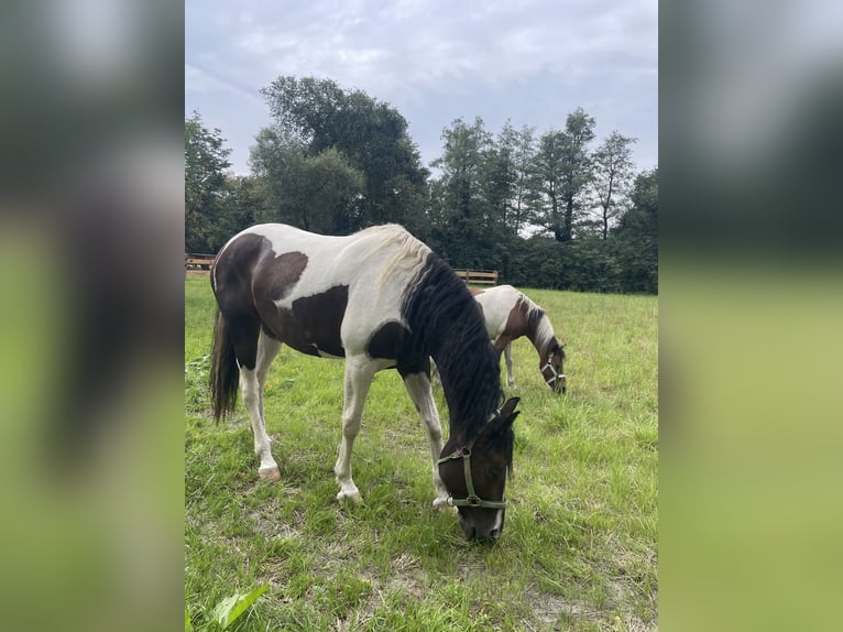 Cheval Curly Jument 10 Ans 154 cm Pinto in Schöneiche
