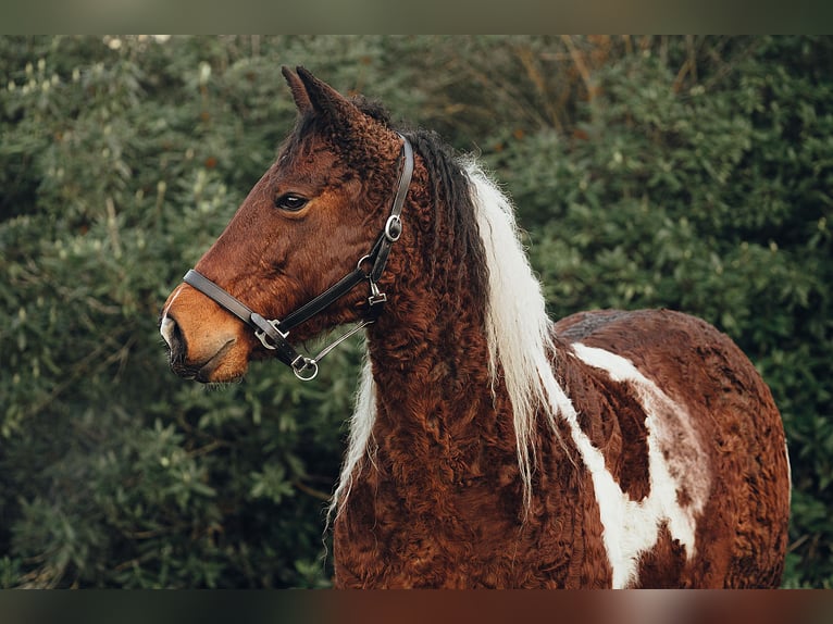 Cheval Curly Jument 11 Ans 158 cm Tobiano-toutes couleurs in Friedrichsruh