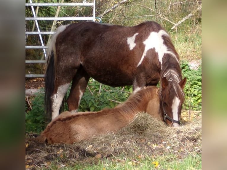Cheval Curly Jument 13 Ans 150 cm Pinto in Arnbruck