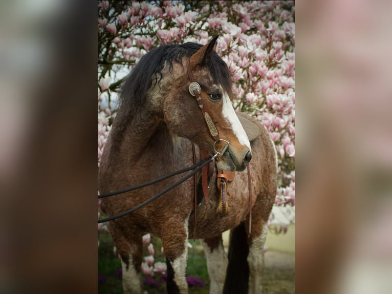 Cheval Curly Jument 14 Ans 155 cm Tobiano-toutes couleurs in Dorsten