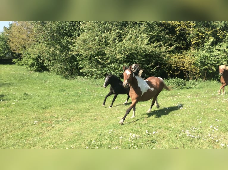 Cheval Curly Jument 14 Ans 157 cm Tobiano-toutes couleurs in Borstel