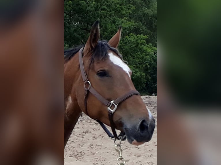 Cheval Curly Jument 14 Ans 157 cm Tobiano-toutes couleurs in Borstel