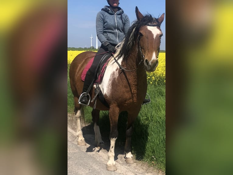Cheval Curly Jument 14 Ans 157 cm Tobiano-toutes couleurs in Borstel