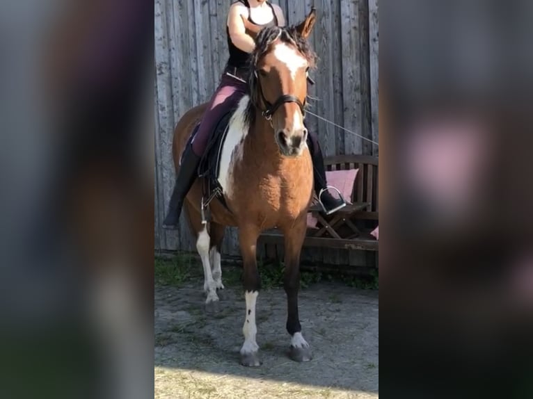 Cheval Curly Jument 14 Ans 157 cm Tobiano-toutes couleurs in Borstel