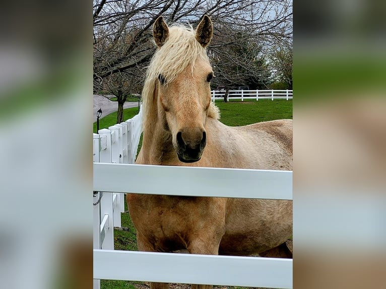 Cheval Curly Jument 15 Ans 152 cm Palomino in Frankford, ON