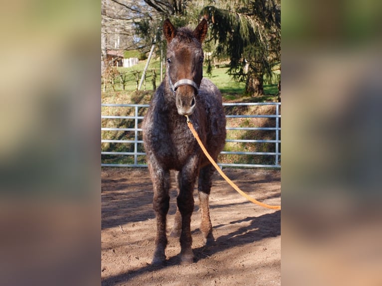 Cheval Curly Jument 1 Année 130 cm Rouan Rouge in BOURG BUCHE