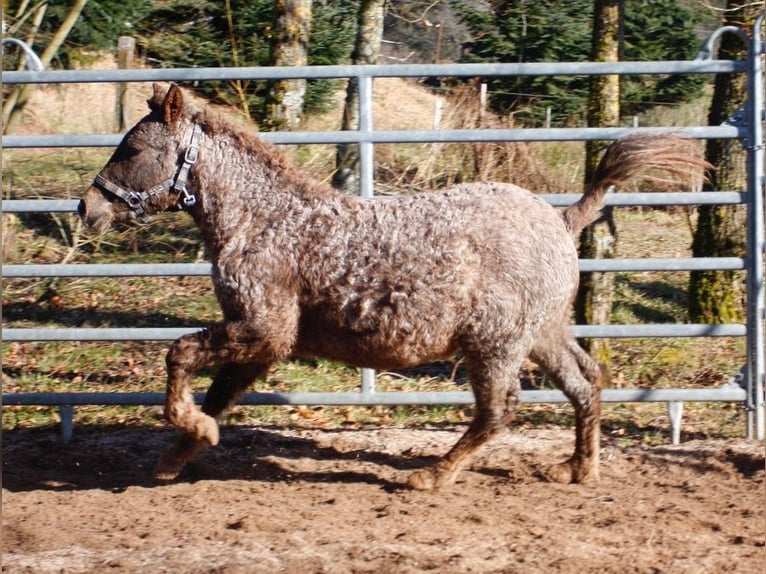 Cheval Curly Jument 1 Année 130 cm Rouan Rouge in BOURG BUCHE