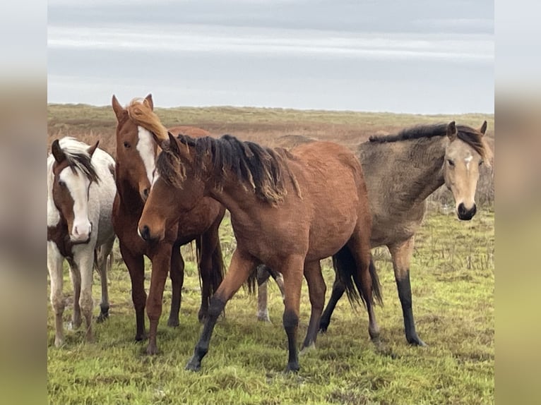 Cheval Curly Jument 1 Année 150 cm Overo-toutes couleurs in Sk&#xE6;rb&#xE6;k