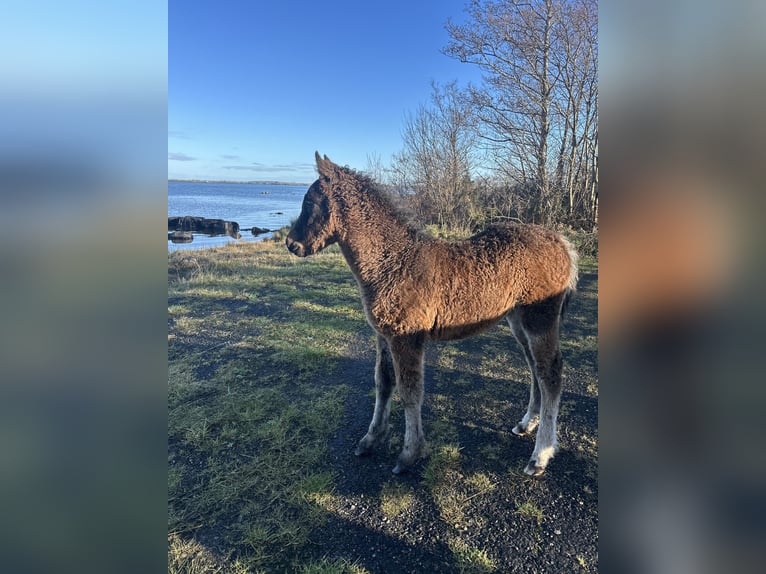 Cheval Curly Jument 1 Année 152 cm Tobiano-toutes couleurs in Galway