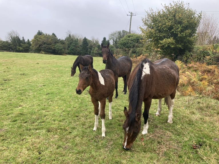 Cheval Curly Jument 1 Année 152 cm Tobiano-toutes couleurs in Galway