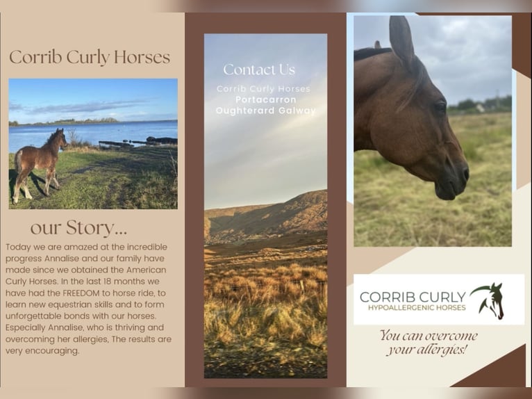 Cheval Curly Jument 1 Année 152 cm Tobiano-toutes couleurs in Galway