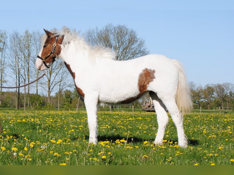 Cheval Curly Jument 1 Année 153 cm Pinto in Ruinen