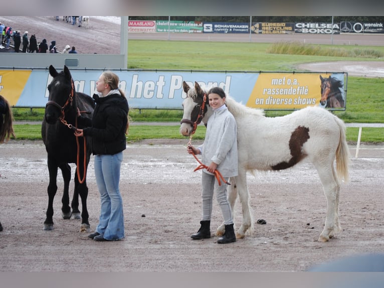 Cheval Curly Jument 1 Année 155 cm in Ruinen