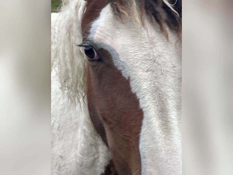 Cheval Curly Jument 2 Ans 150 cm Overo-toutes couleurs in Skærbæk