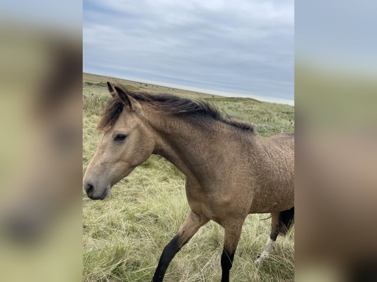 Cheval Curly Jument 2 Ans 150 cm Overo-toutes couleurs in Skærbæk