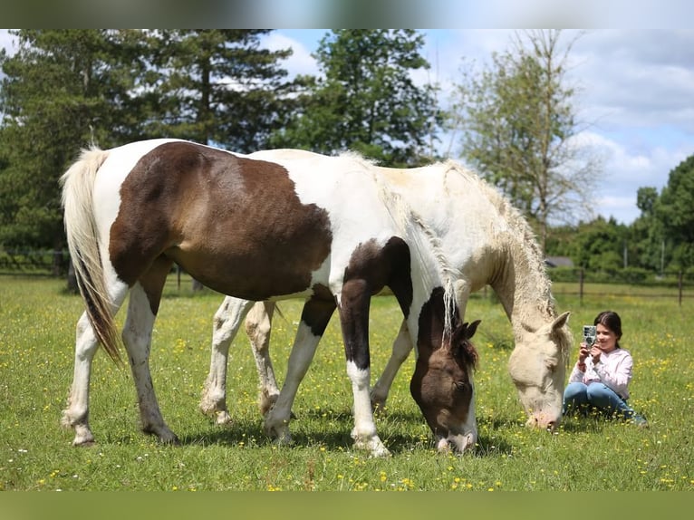 Cheval Curly Croisé Jument 2 Ans 153 cm Tobiano-toutes couleurs in Trans-sur-Erdre
