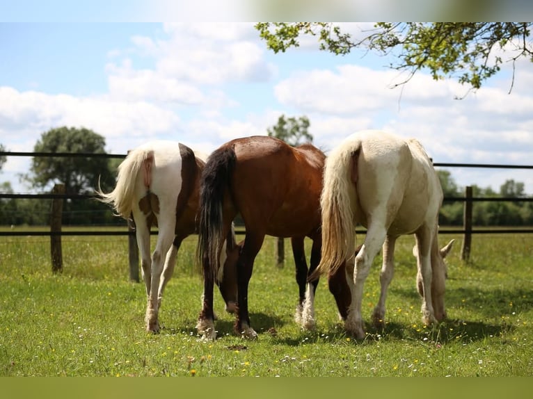 Cheval Curly Croisé Jument 2 Ans 153 cm Tobiano-toutes couleurs in Trans-sur-Erdre
