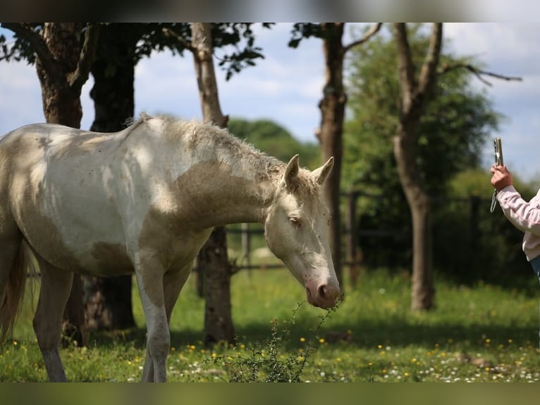 Cheval Curly Croisé Jument 2 Ans 155 cm Perlino in Joué Sur Erdre