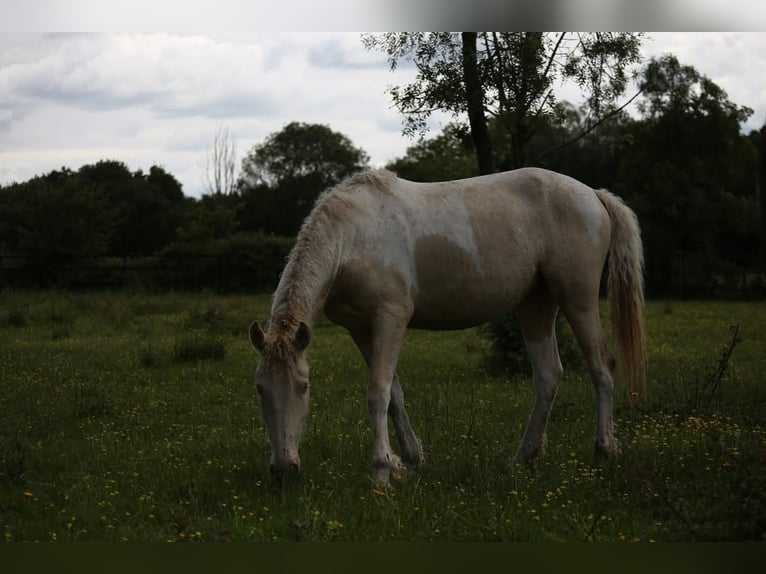 Cheval Curly Croisé Jument 2 Ans 155 cm Perlino in Joué Sur Erdre