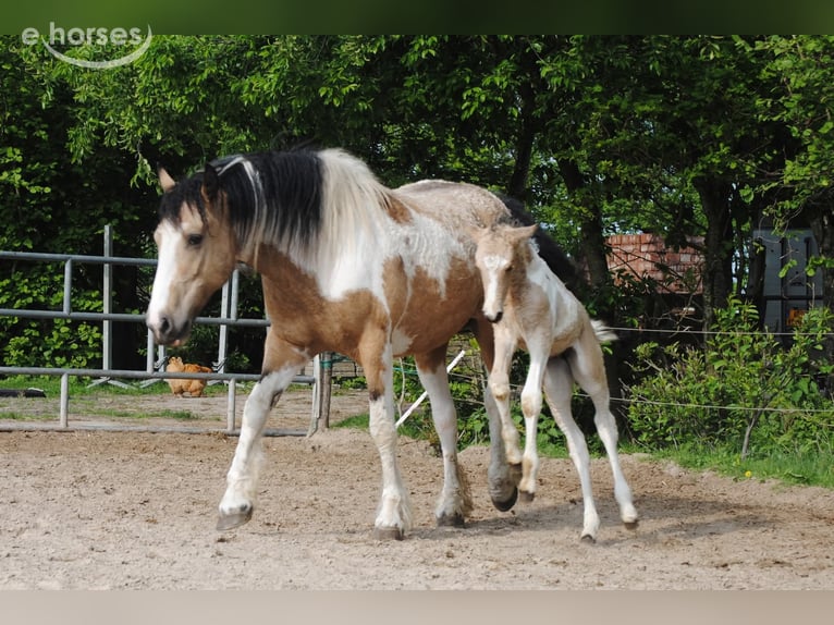 Cheval Curly Jument 2 Ans 160 cm Buckskin in Ruinen