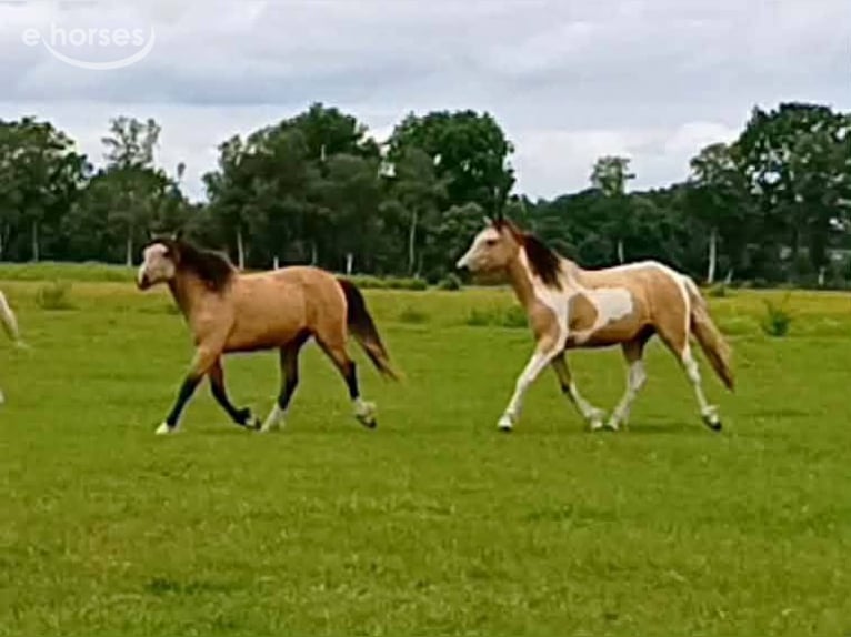 Cheval Curly Jument 2 Ans 160 cm Buckskin in Ruinen