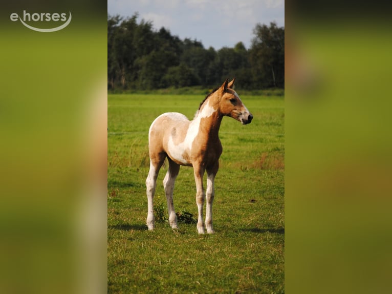 Cheval Curly Jument 2 Ans 160 cm Buckskin in Ruinen