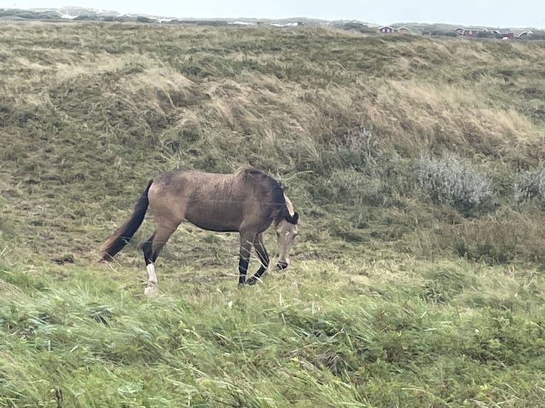 Cheval Curly Jument 3 Ans 149 cm Buckskin in Skærbæk