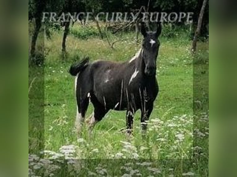 Cheval Curly Jument 3 Ans 149 cm Noir in FRANCE