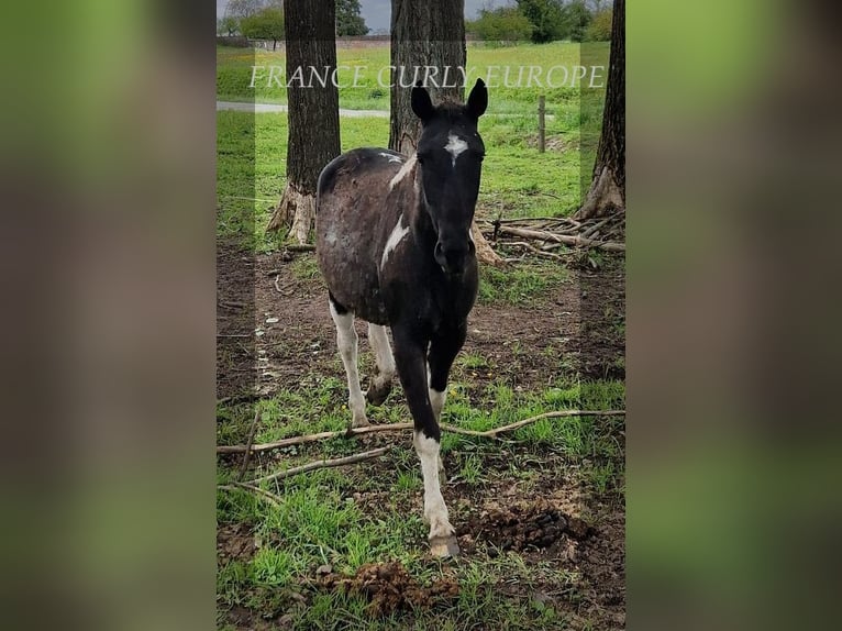 Cheval Curly Jument 3 Ans 149 cm Noir in FRANCE