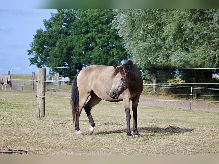 Cheval Curly Jument 4 Ans 145 cm Buckskin in Gladbeck