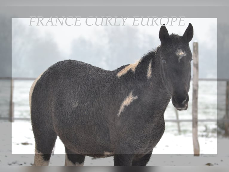 Cheval Curly Jument 4 Ans 149 cm Noir in FRANCE