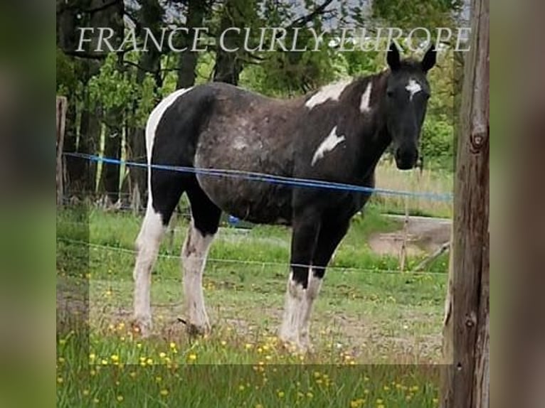 Cheval Curly Jument 4 Ans 149 cm Noir in FRANCE