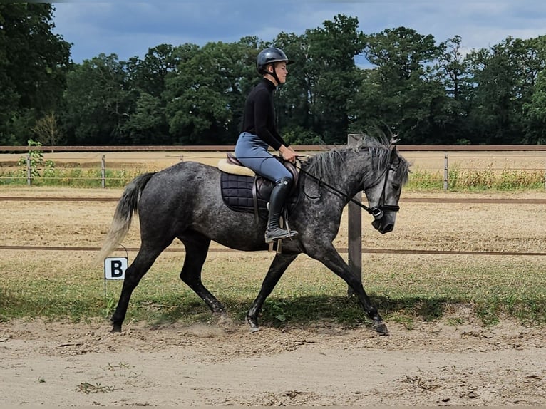 Cheval Curly Jument 4 Ans 152 cm  in Bohmte