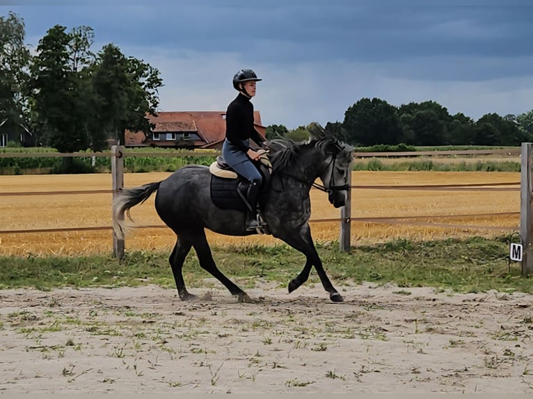 Cheval Curly Jument 4 Ans 152 cm  in Bohmte